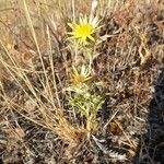 Carlina racemosa habit picture by Pereira Jorge (cc-by-sa)