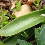 Gentiana angustifolia leaf picture by Yoan MARTIN (cc-by-sa)