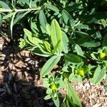 Hypericum frondosum leaf picture by John Locke (cc-by-sa)