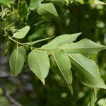 Ateleia herbert-smithii habit picture by Nelson Zamora Villalobos (cc-by-nc)