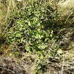 Rhamnus saxatilis habit picture by Alain Bigou (cc-by-sa)