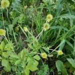 Geum aleppicum fruit picture by Jul (cc-by-sa)