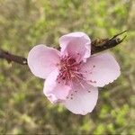 Prunus persica flower picture by Jean-Marie Frenoux (cc-by-sa)