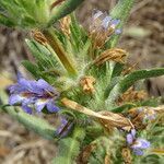 Hygrophila auriculata flower picture by Maarten Vanhove (cc-by-sa)