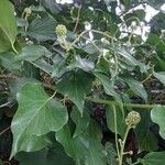 Hedera helix habit picture by livi c-s (cc-by-sa)