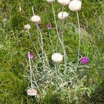 Jurinea mollis habit picture by Martin Bishop (cc-by-sa)