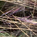 Festuca asplundii flower picture by Fabien Anthelme (cc-by-sa)