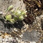 Alyssum alyssoides fruit picture by hieracium eriophorum (cc-by-sa)