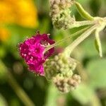 Boerhavia coccinea flower picture by Jolanta (cc-by-sa)