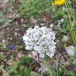 Achillea clavennae flower picture by Lucio Maggioli (cc-by-sa)