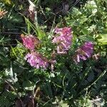 Corydalis solida habit picture by Francois Mansour (cc-by-sa)