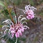 Grevillea sericea flower picture by A M (cc-by-sa)