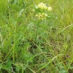 Asclepias viridis habit picture by Robert Breeding (cc-by-sa)