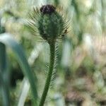 Papaver hybridum fruit picture by Jose Bueno (cc-by-sa)