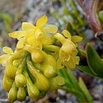 Epidendrum zipaquiranum flower picture by Gabriel OLLIVIER (cc-by-sa)