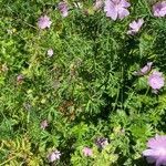 Malva alcea habit picture by Jacques Zuber (cc-by-sa)