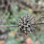 Salvia leucophylla fruit picture by Johnny Poppyseed (cc-by-sa)