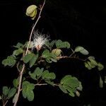 Calliandra tergemina habit picture by Nelson Zamora Villalobos (cc-by-nc)