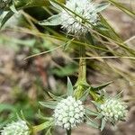 Eryngium nudicaule flower picture by Trap Hers (cc-by-sa)