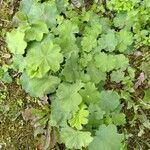 Alchemilla glabra habit picture by dinkel benjamin (cc-by-sa)