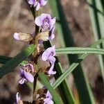 Hovea acutifolia flower picture by Oooooo Jan (cc-by-sa)