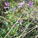 Lathyrus pubescens habit picture by Trap Hers (cc-by-sa)