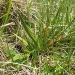 Tofieldia calyculata habit picture by Yoan MARTIN (cc-by-sa)