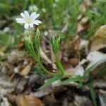 Stellaria holostea habit picture by Jean-Luc Tutakowski (cc-by-sa)