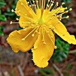 Hypericum balearicum flower picture by Ricardo Lemaur (cc-by-sa)