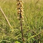 Digitalis ferruginea habit picture by Davide Di Censo (cc-by-sa)