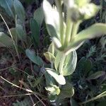 Centaurium maritimum leaf picture by beurny (cc-by-sa)