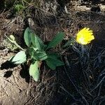 Hieracium nobile habit picture by Chris Georges (cc-by-sa)