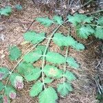 Pimpinella saxifraga habit picture by Daniel Barthelemy (cc-by-nc)