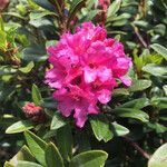 Rhododendron ferrugineum flower picture by Luigi Marino (cc-by-sa)