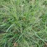 Eragrostis spectabilis habit picture by William Coville (cc-by-sa)