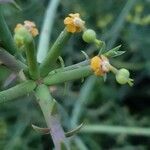 Euphorbia gossypina fruit picture by susan brown (cc-by-sa)