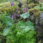 Primula matthioli habit picture by Heini Bachmann (cc-by-sa)