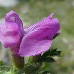 Vicia pyrenaica flower picture by Llandrich anna (cc-by-sa)