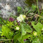 Galium saxatile habit picture by Lennaert Steen (cc-by-sa)