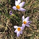 Crocus versicolor flower picture by cristina cenci (cc-by-sa)