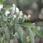 Cestrum fragile leaf picture by Nelson Zamora Villalobos (cc-by-nc)