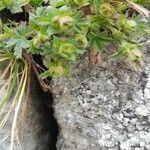 Potentilla crantzii habit picture by Lucia Orsega (cc-by-sa)