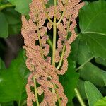 Osmunda regalis fruit picture by Groupe Botanique de Bruxelles (cc-by-sa)