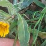 Calendula arvensis leaf picture by martin ana (cc-by-sa)