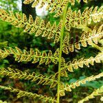 Athyrium distentifolium fruit picture by Andrzej Konstantynowicz (cc-by-sa)