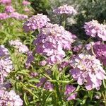 Iberis umbellata habit picture by Yoan MARTIN (cc-by-sa)