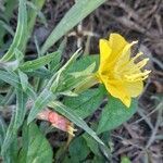 Oenothera mollissima flower picture by Trap Hers (cc-by-sa)