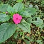 Impatiens walleriana flower picture by Eduardo Andrade (cc-by-sa)