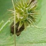 Medicago laciniata fruit picture by M. Hedayat (cc-by-sa)