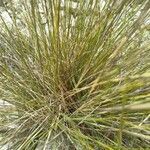 Stipa offneri leaf picture by bas yves (cc-by-sa)